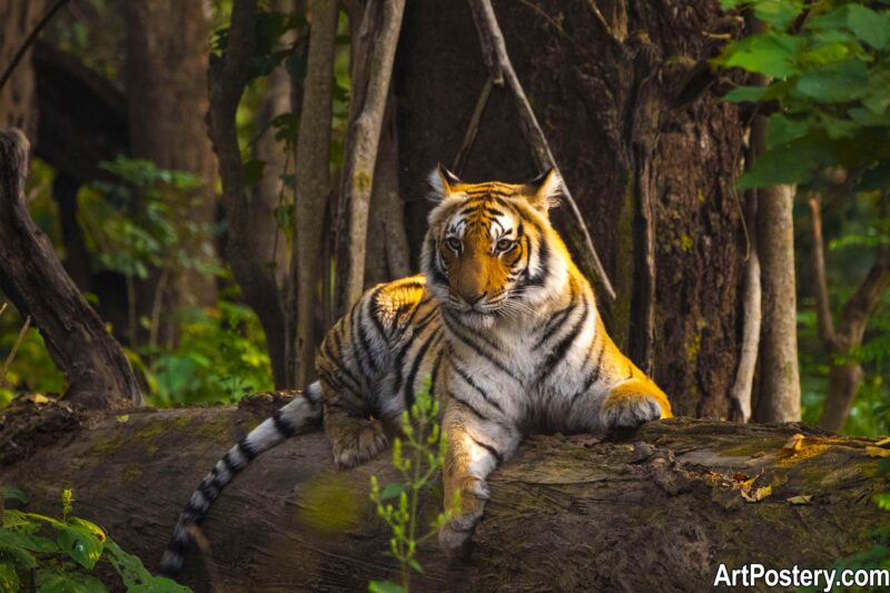 photo print of a tiger resting on a log in a lush forest