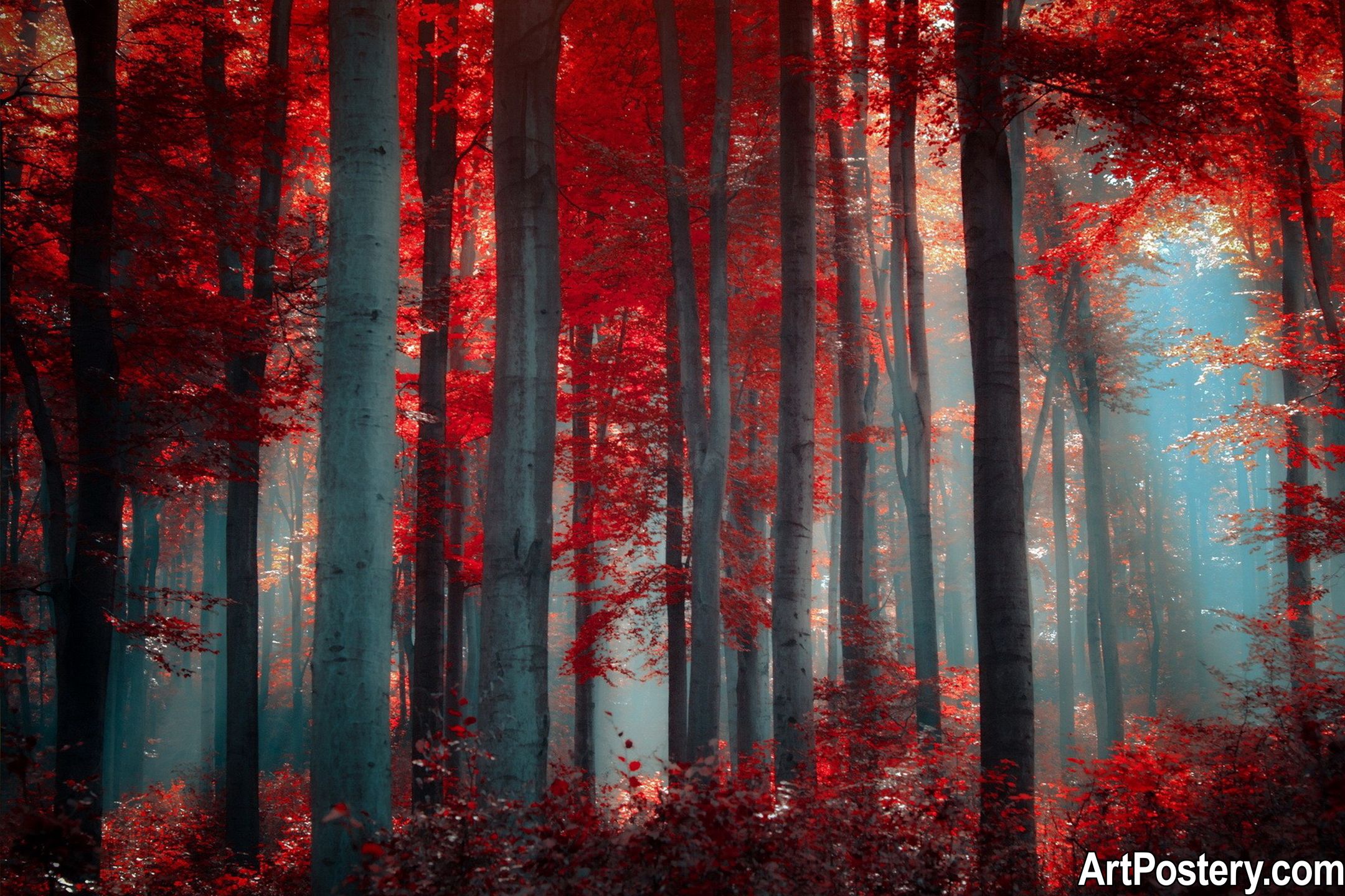 Nature Prints poster of a misty forest with tall dark trees and vivid red leaves glowing in soft blue light Nature Prints poster of a misty forest with tall dark trees and vivid red leaves glowing in soft blue light