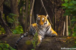 Photo Print Tiger in Jungle Forest Log Scene