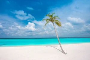 Palm-Lined Beach at Golden Hour Photographic Print 117
