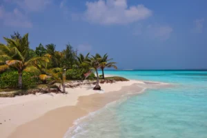 Tropical Island Beach and Palm Trees Photographic Print 136